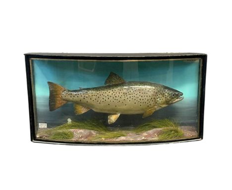 A Taxidermy Model of a trout, early 20th century, in a wooden bow front glazed case, with paper label inscribed 'Preserved by