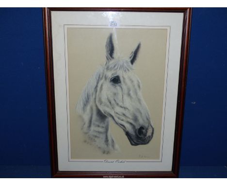 A framed and mounted Paul Yeomans watercolour portrait of Desrt Orchid, 20" x 26".