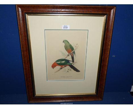 A hand coloured Lithograph of King parrots in a quality frame.