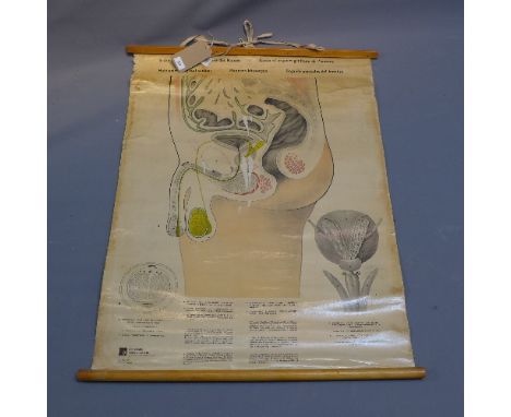 A 20th Century anatomical poster 'Cross-section through the pelvis' offset lithograph, printed by Educational Productions Ltd