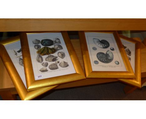 Four coloured plates of shells by various engravers, in hand finished gilded frames, 37 x 24cm