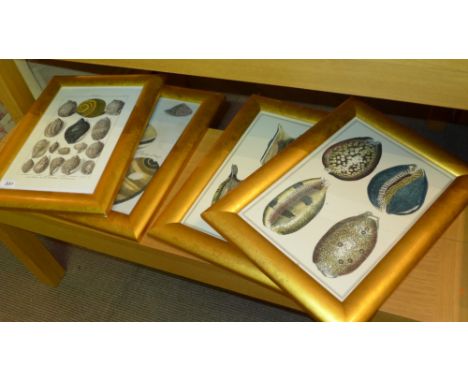 Four coloured plates of shells by various engravers, in hand finished gilded frames, 37 x 24cm