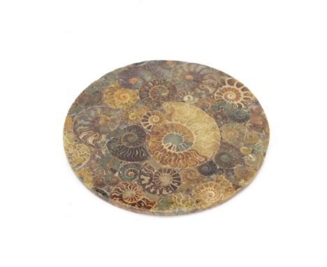 Polished ammonite plate, formed of individual ammonites age; Jurassic period, D20cm