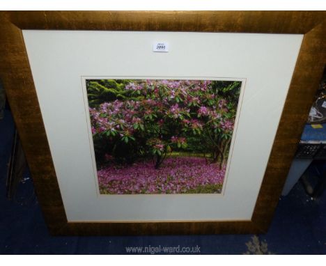 A large gold framed print taken from a photo of a Magnolia tree, 33 1/2" x 33 1/2"