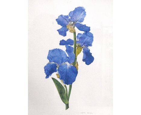 ELSPETH HARRIGAN (1938 - 1999)Blue Flag IrisesPrint, signed in pencil, 41cm x 30cm.   ARR   Condition Report  This is a signe