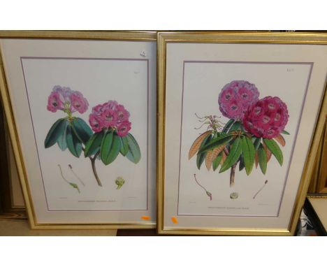 A set of four gilt framed reproduction botanical points, Coldstream Guards print, and GB Cipriani by Bartolozzi - monochrome 