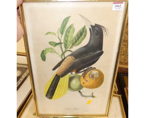 Jean-Theodore Descourtilz (1796-1855) - a set of six prints of exotic birds on fruiting branches, each 43 x 28cm; and after M