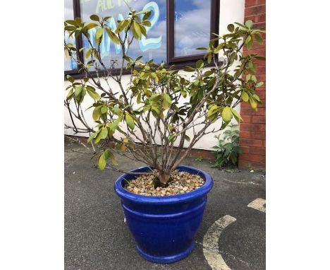 Large blue glazed garden planter with free rhododendron shrub