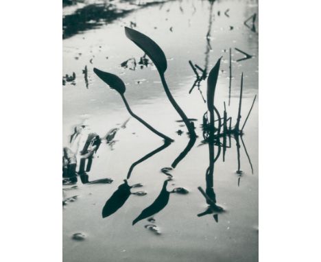 Clergue, Lucien: (1934 - 2014). Le Marais d'Arles: Riz (Reis). 2 Vintage Silbergelatineabzüge 1959 u. 1960. Ref.-Nr. 1664 u. 