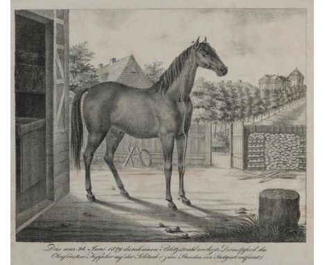 Pferde.: Das am 24. Juni 1829 durch einen Blitzstrahl verletzte Dienstpferd des Oberförsters Keppler auf der Solitüde (Zwei S