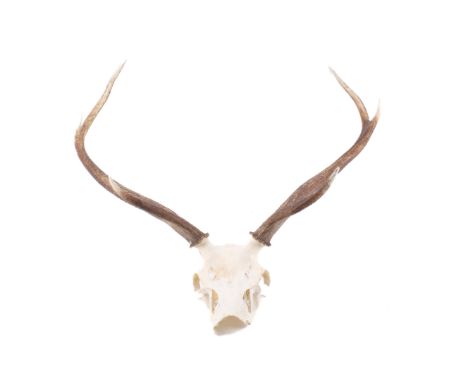 A pair of antlers with attached to a part deer skull. H68cm x W67cm