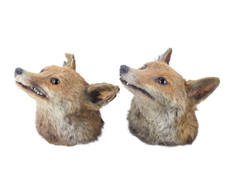 Two taxidermy fox heads mounted on plaques. Having orange glass eyes, whiskers and snarling teeth, H21.5cm
