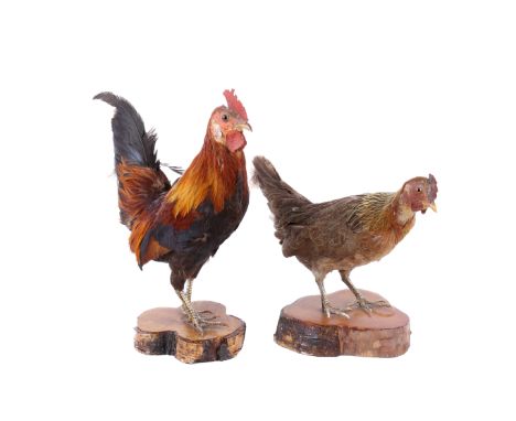 Two taxidermy chickens. Having glass eyes, in naturalistic poses and mounted on wooden stands, largest H32cm