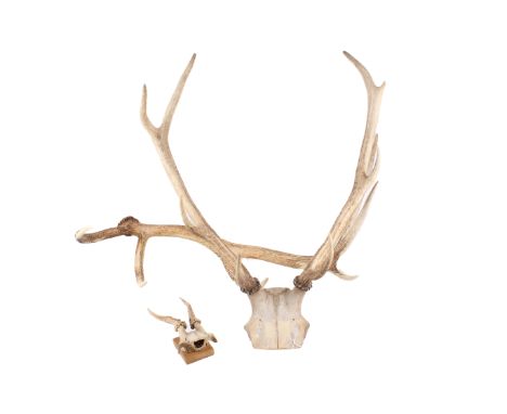 A selection of deer antlers. Comprising a pair attached to a part skull, H64cm, a miniature pair with a part skull and mounte