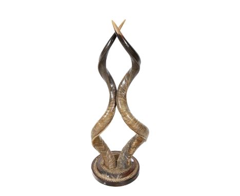 A taxidermy sporting trophy consisting of a pair of 'Greater Kudu' horns. Raised on a stepped circular base with stud and fur