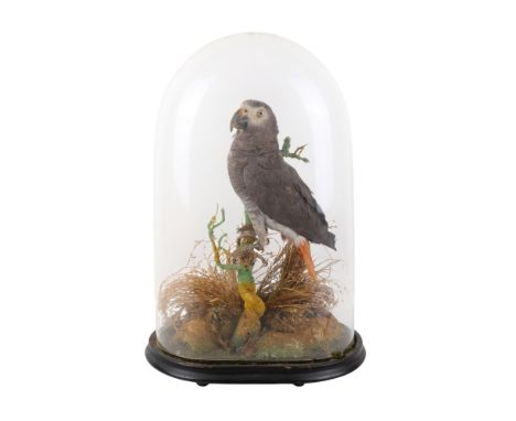 A Victorian taxidermy of an African grey parrot (Psittacus erithacus). Perched on a branch and looking to the left, in a natu