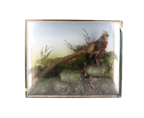 An early 20th century taxidermy Golden Pheasant. In a naturalistic setting, presented in a three glass case (side panels miss