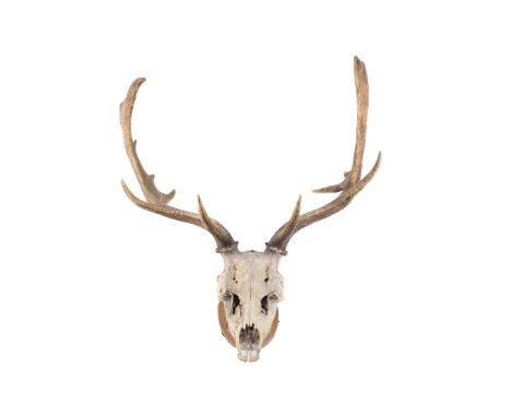 A set of stag antlers attached to an upper skull. Attached to a wooden plaque, H68cm x W60cm