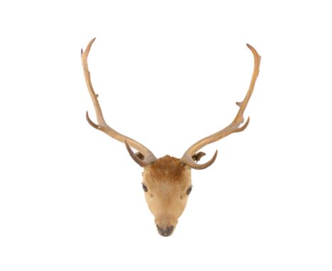 A taxidermy deer head. Having glass eyes and large antlers, H69cm x W64cm
