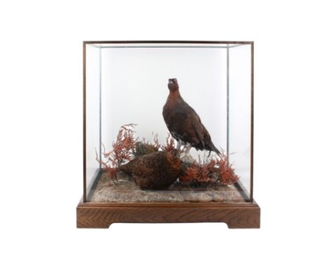 A pair of taxidermy grouse. In a naturalistic setting, within a rectangular glass case mounted on an oak stand with bracket f