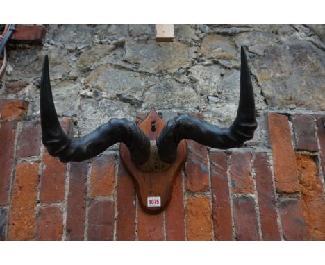 Taxidermy:&nbsp;a pair of African antelope horns, with partial skull, 41cm wide, on shield mount.&nbsp;&nbsp; 