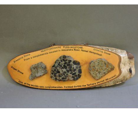 Three geological samples, of Breeding Stone, Hertfordshire Puddingstone and Growing Stone, mounted on a wooden trunk section 