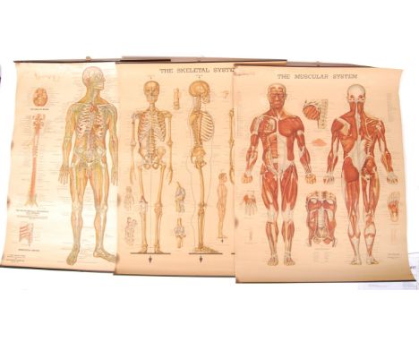 Peter Bachin - A Peter Bachin Chart - Anatomical Chart Co - A collection of three mid century retro vintage lithograph printe
