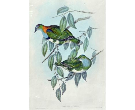 John Gould 1804 – 1881 - Ptilinopus Superbus (Superb Fruit Pigeon)  - Birds of Australia - Hand coloured lithograph - 52 x 36