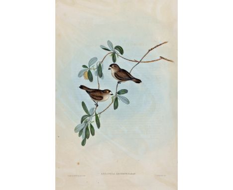 i) John Gould 1804 – 1881 - Acrocephalus Australis (Reed Warbler) - Birds of Australia - Hand coloured lithograph - With lett
