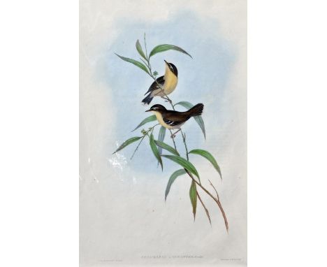 i) John Gould 1804 – 1881 - Sericornis Laevigaster (Buff-breasted Sericornis) - Birds of Australia - Hand coloured lithograph