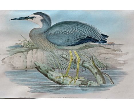 John Gould 1804 – 1881 - Ardea Novea-Hollandliae (White-faced Herron) - Birds of Australia - Hand coloured lithograph - 36.5 