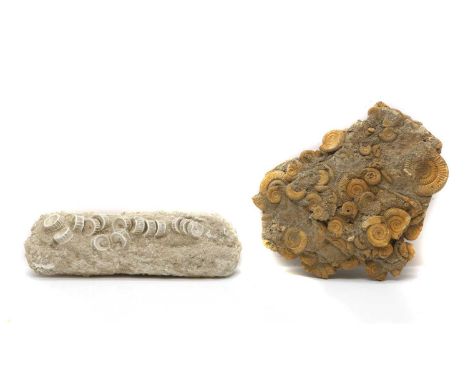 Fossils - Otodus shark vertebrae and Ammonite beds, 36 x 11.5cm 34 x 27cm, 10kg (2)Condition ReportBoth fair overall.