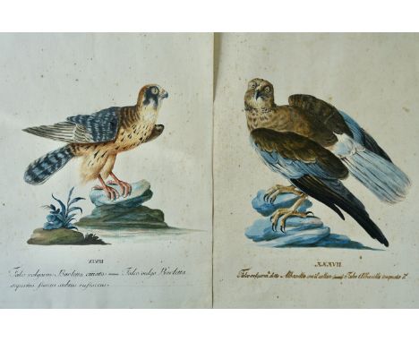 FALCONS -- MANETTI, Xaverio (1723-1784), attrib. "Falco Barletta" and "Falco Albanella". N.d., 18th c. Drawings in colour was
