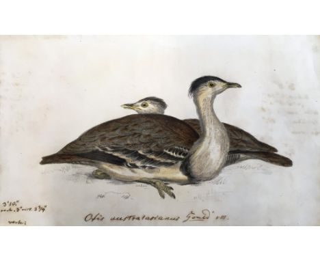 Heinrich Gottlieb Ludwig Reichenbach (German botanist & ornithologist, 1793 - 1867) Study of birds, watercolour, variously in