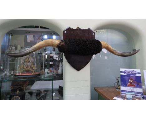 Very large pair of vintage buffalo horns (64" long)  mounted on a large shield 22" long and 16.5" wide. Courier or collection