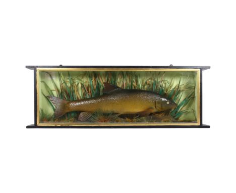 TAXIDERMY - a cased barbel in naturalistic riverbed and reed setting, mounted and cased by K Pemberton, Ludlow, Shropshire, w