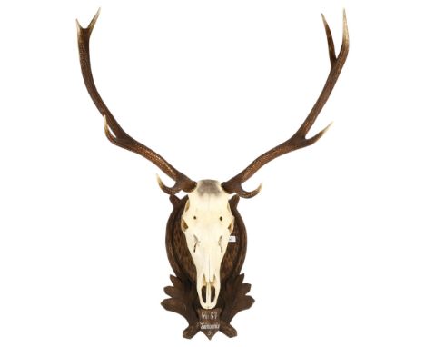TAXIDERMY - A large stag's skull with 4-branch antlers, mounted on wooden wall plaque, height overall 75cm