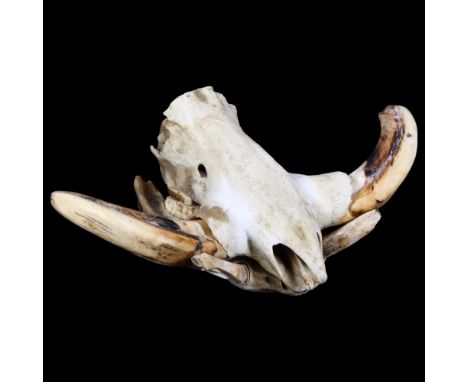 Taxidermy : a partial Warthog skull, lower and upper jaw present with teeth and tusks.