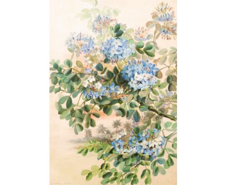 Marian Ellis Rowan (Australian, 1848-1922) a fine botanical study, Lignum Vitae (Guaiacum sanctum), watercolour and gouache, 