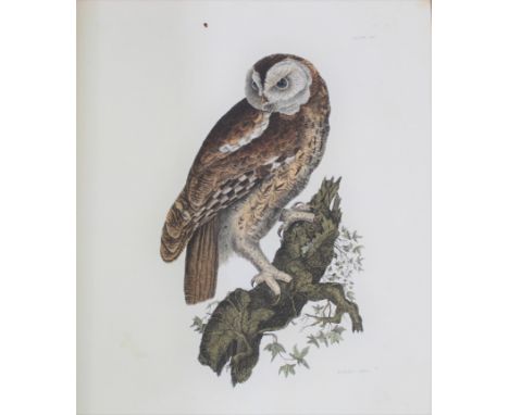 Single volume "Plates to Selby's Illustrations of British Ornithology", published Archibald, Constable &amp; Co. and Hurst, R