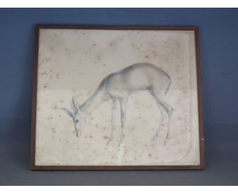 A framed and glaze pencil sketch of a Gazelle signed to margin John R. Skeaping 1901 - 1980 
Condition report: Some water dam