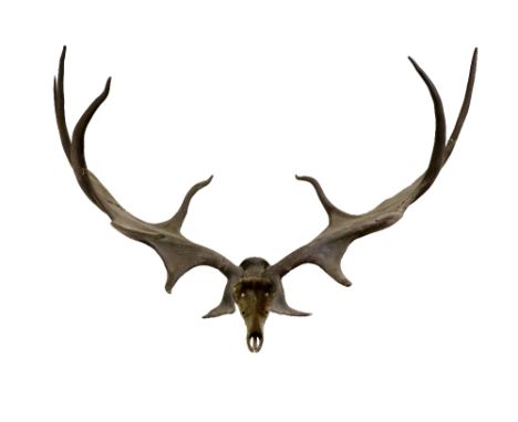 An extremely fine specimen of&nbsp;Cervus Giganteus Hibernicus, or Gigantic Irish Deer.&nbsp;A very fine pair of enormous fos