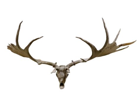 A very large Specimen of&nbsp;Cervus Giganteus Hibernicus,&nbsp;or Gigantic Irish Deer, a pair of enormous fossilized Irish E