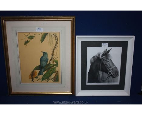 A framed Print depicting a ''Verditer Flycatcher'' and a framed charcoal study of a horse, signed lower right S. Hayward