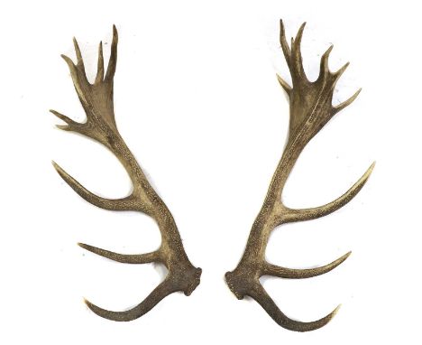 A pair of deer antlers,79cm longCondition report: Knocks to the edges commensurate with the nature of the item. No apparent l