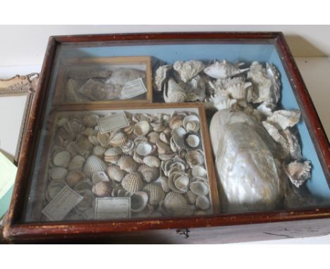 CONCHOLOGY - AN EXTENSIVE COLLECTION OF SEASHELLS AND OTHER MARINE SPECIMENS, comprising two glazed wooden cased collections 