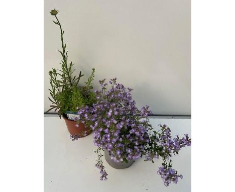 Two perennial pots. Alpine Calamint and Jasione Blue Light. Not available for in-house P&amp;P 