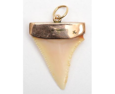 A 9ct gold mounted sharks tooth, 3 x 2 cm, 2.2gm. 