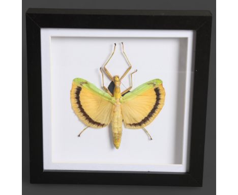 Taxidermy Yellow Umbrella Stick Insect in glazed frame.Frame measures 20cms x 20cms x 3cms