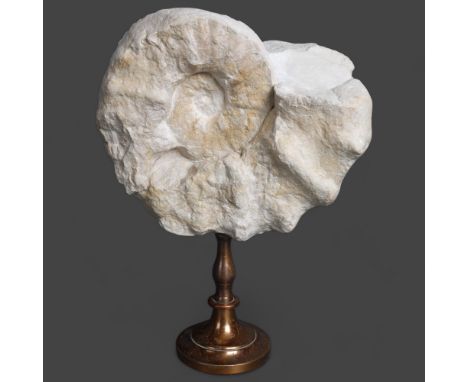 Natural History : A nicely shaped, unpolished ammonite specimen, suspended on a brass stand, overall height approximately 29.